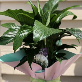 Peace Lily
